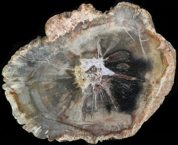 Petrified Wood (Araucaria) Slice - Madagascar #41981